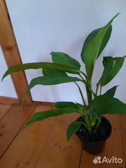 Спатифиллум