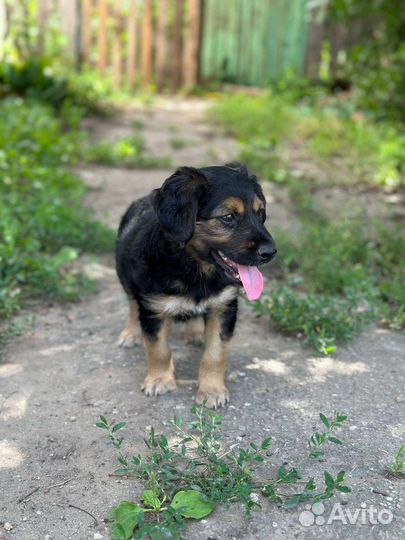 Русский спаниель