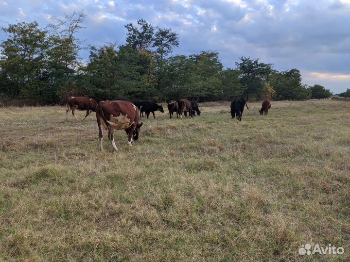 Коровы, телочки, телята