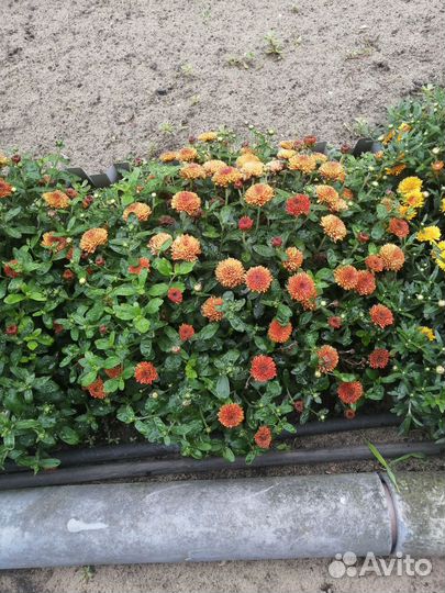 Хризантема мультифлора