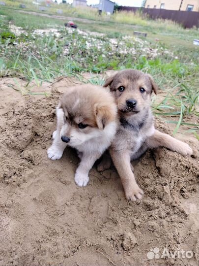 Маленькие собачки в добрые руки