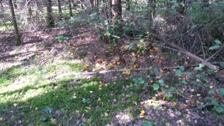 Участок 43 сот. (ИЖС)