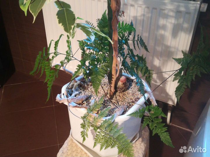 Папоротник Давалия (Паучьи Лапки)