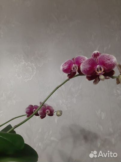 Орхидея фаленопсис 
