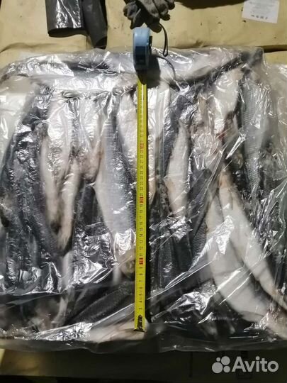 Сельдь свежемороженая