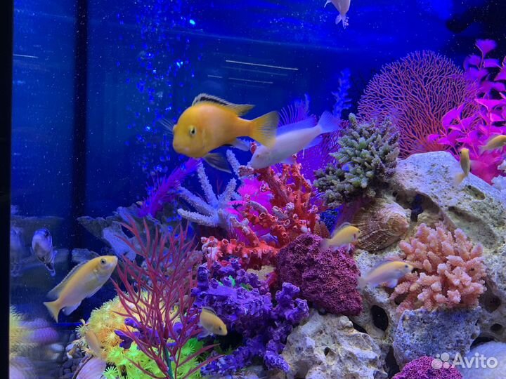 Аквариум Juwel Lido 200 LED с тумбой