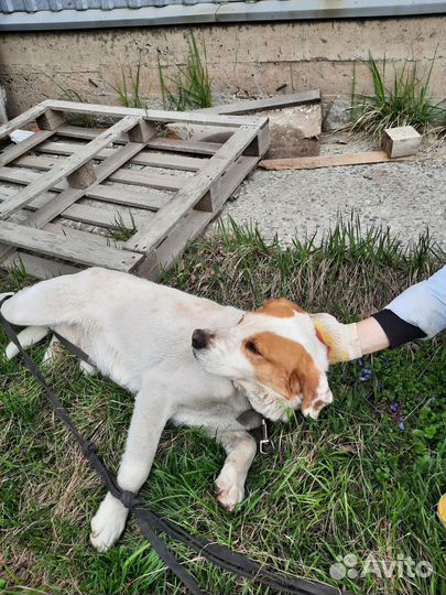 Собака в добрые руки