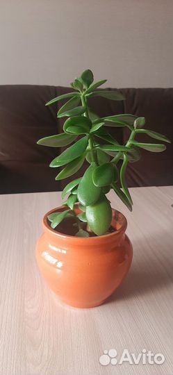 Толстянка (денежное дерево)