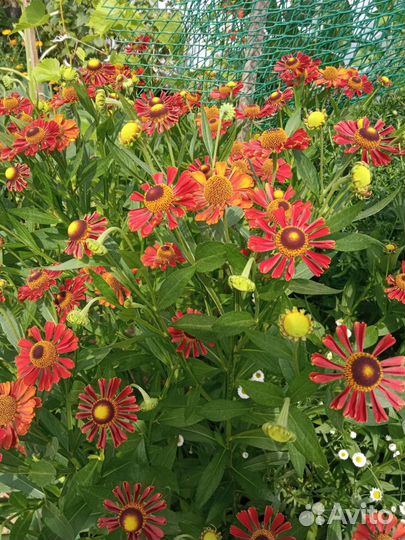 Садовые цветы