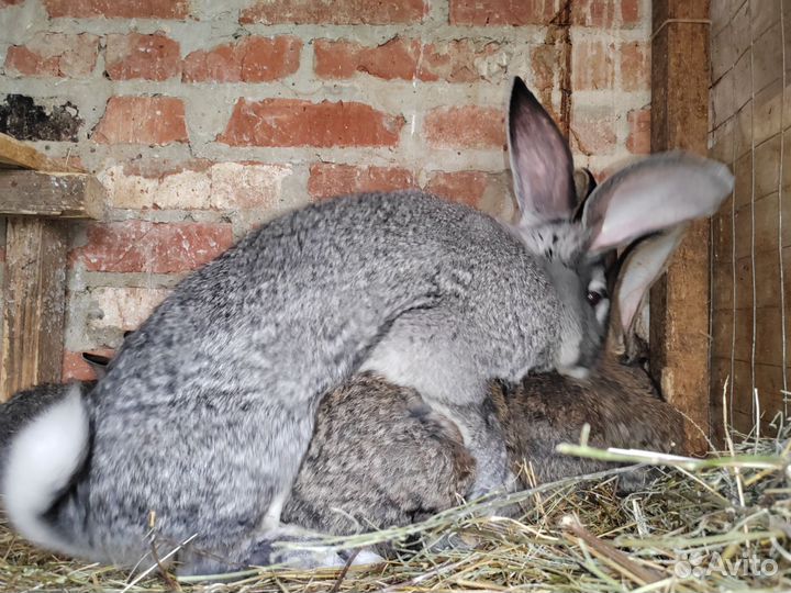 Кролики Немецкий ризен