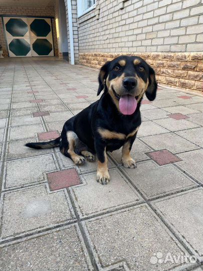 Маленькая собака в добрые руки