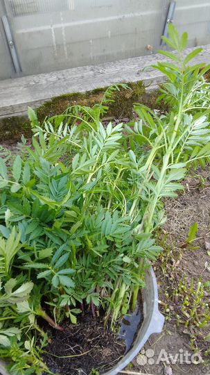 Рассада бархатцы