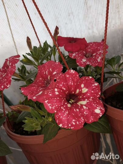 Вегетативная петуния, бакопа, каллизия