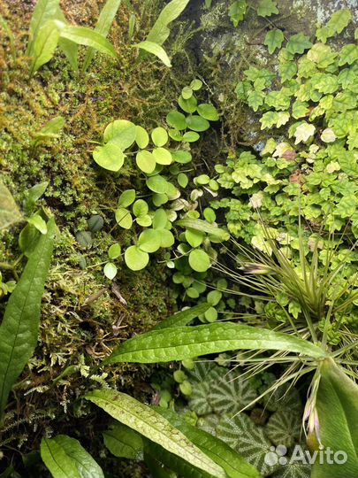 Micrechites Serpyllifolius (Фикус Борнео)