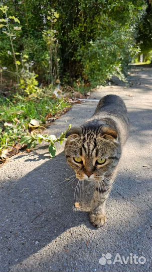 Кошка потеряшка