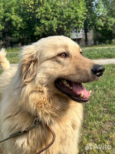 Собака в добрые руки