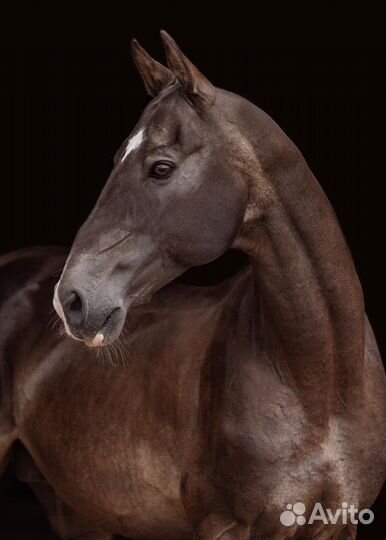 Великолепный ахалтекинец для случки