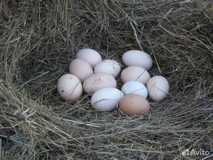 Яйца куриные деревенские