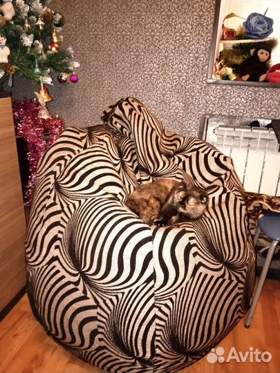 Шотландская вислоухая кошка