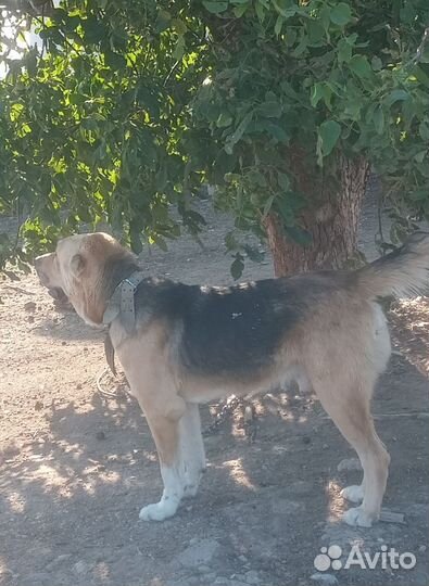 Алабай вязка