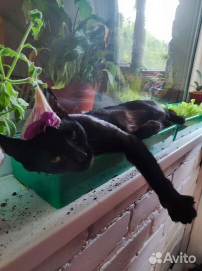 Кот для вязки