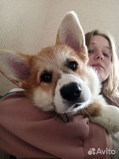 Котоняня/зооняня