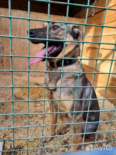 Лукас-добрый, понятливый песик ищет дом