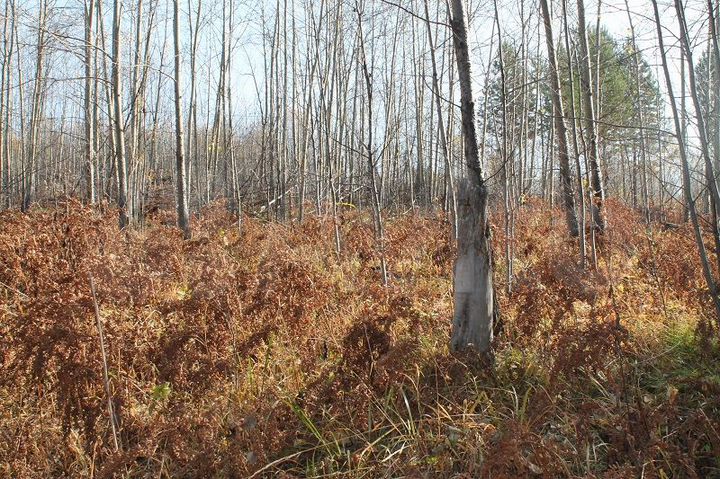 Участок 20 сот. (ИЖС)