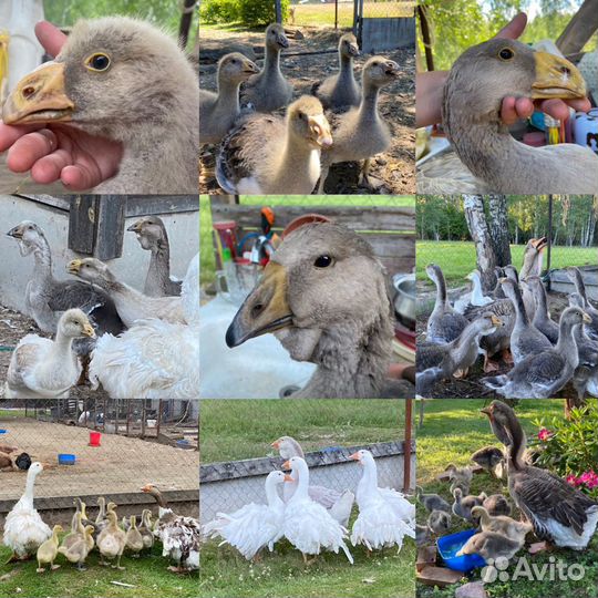 Холмогорские гуси, Тульские гуси, Ленточные гуси