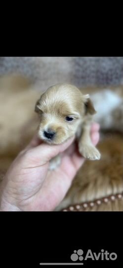 Щенки мальтипу