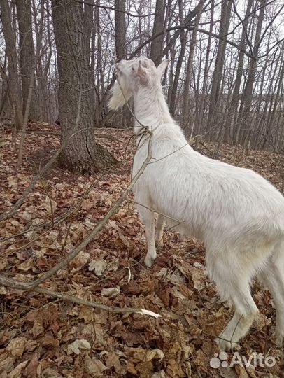 Козел и козлята