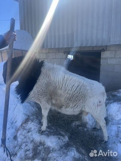 Дорпер черно - головый