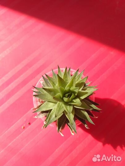 Суккуленты