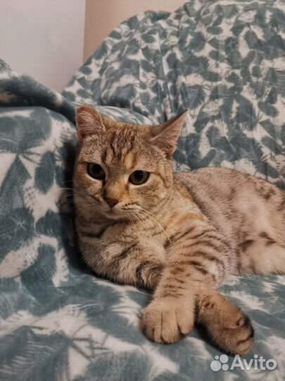 Кошка британка