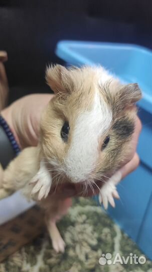 Морские свинки