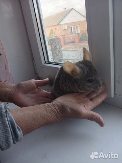 Шиншилла мальчик