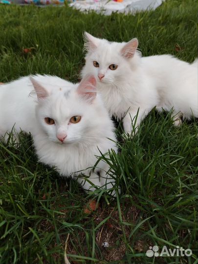 Отдам кота в добрые руки