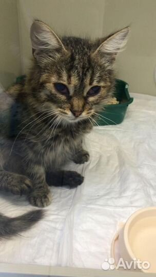 Несчастной Дарине нужен дом