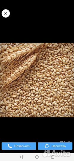 Пшеница семенная