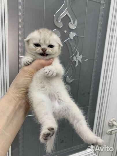 Чисто кровный котенок выслаухая девочка 15 тыс