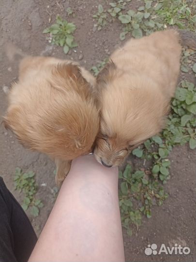 Маленькая собака в добрые руки отдам бесплатно