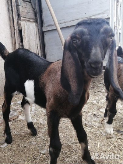 Англо нубийские козы