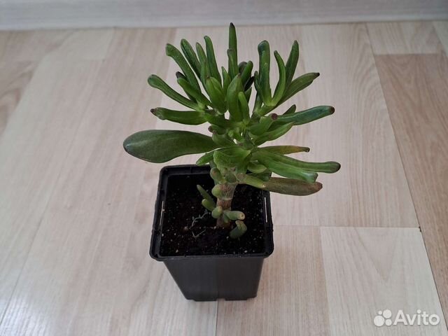 Крассула овата Хоббит