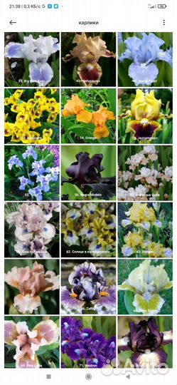 Карликовые ирисы