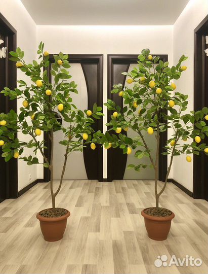 Дерево Лимон Новые