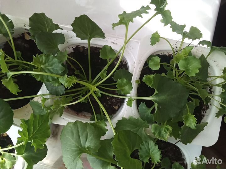 Компанула (невеста)