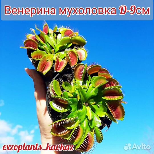 Венерина мухоловка