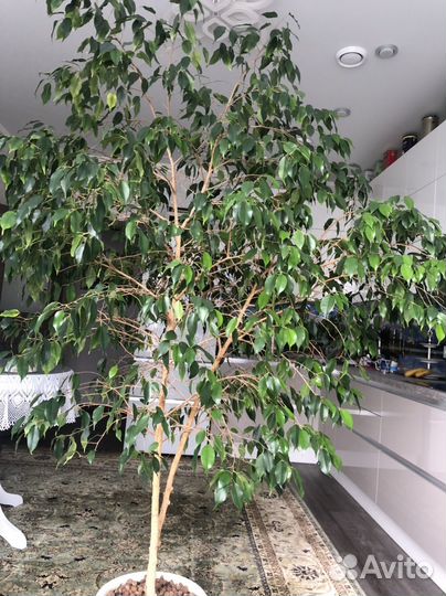 Фикус бенджамина большой