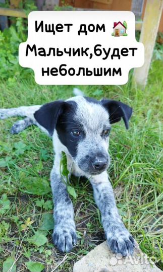 Отдам в добрые руки