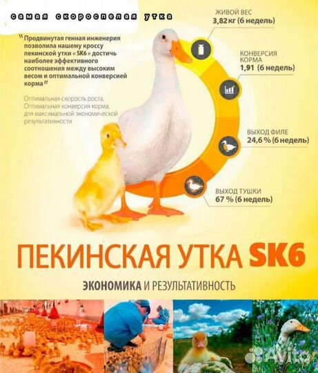 Утята бройлерные скороспелые Ск-6